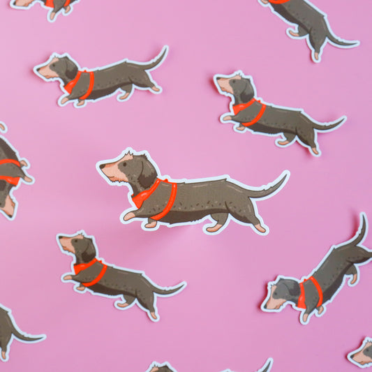 Otis (Wire Haired Dachshund) Sticker